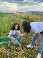 Students harvesting in the Market Garden