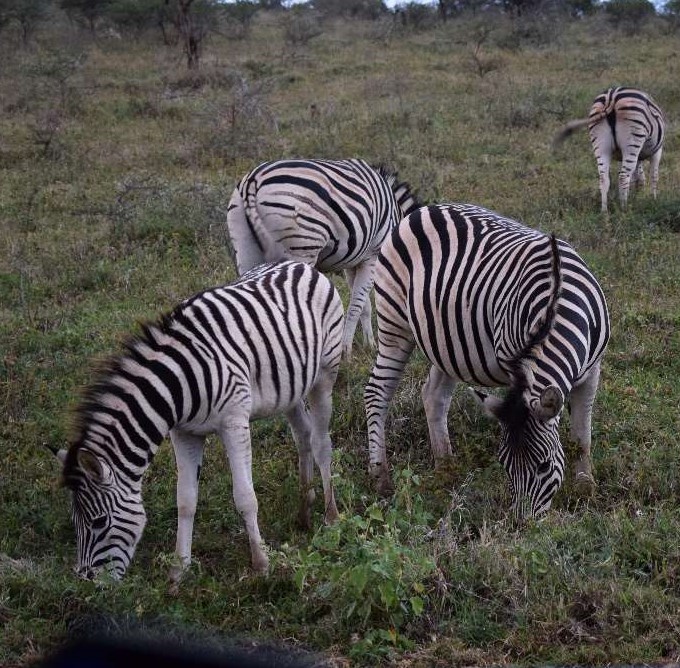 Zebras im Nationalpark in Südafrika